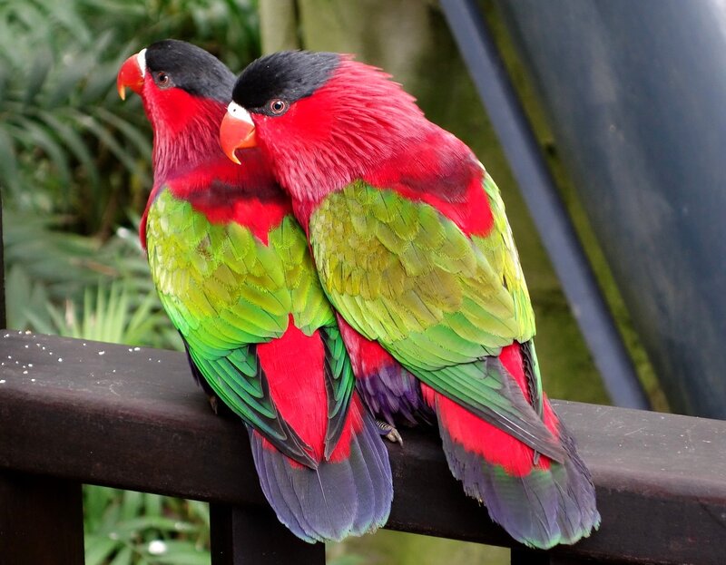 Two Colorful Parrots — Red, Calm