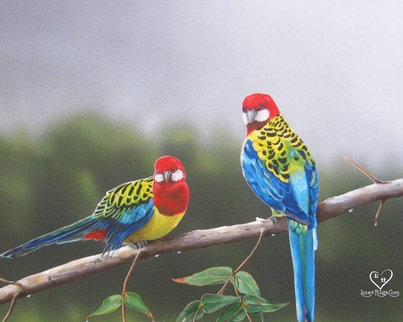 Two Colorful Parrots — Red