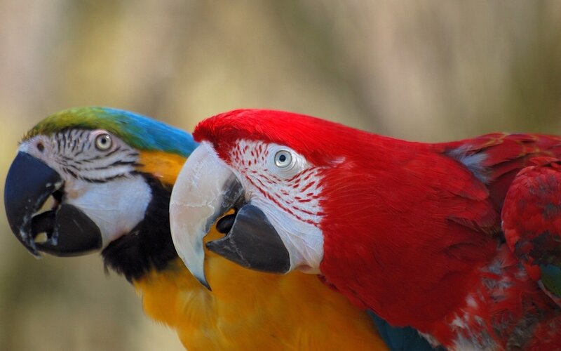 Two colorful parrots side by side