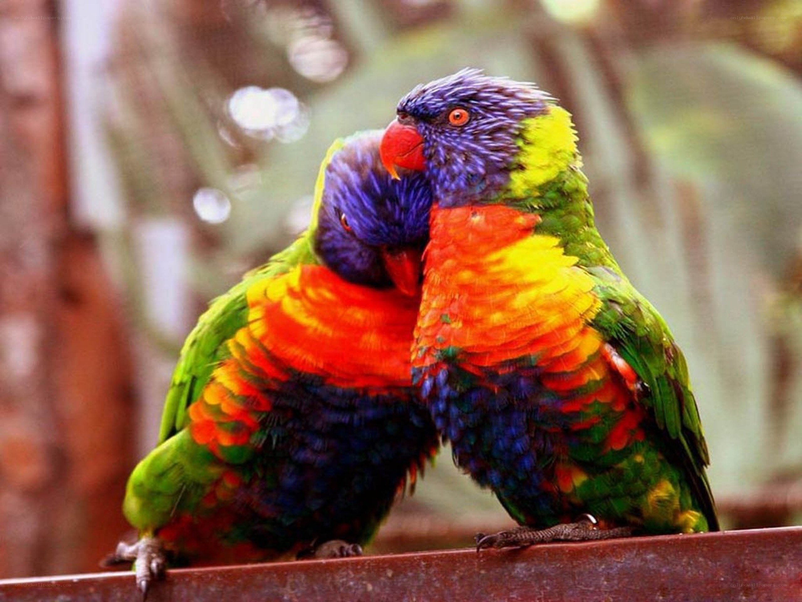 Two colorful parrots together