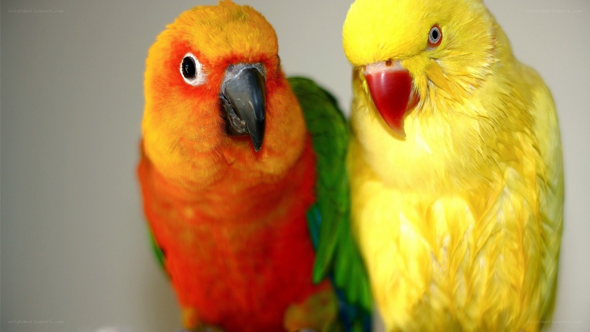 Two colorful parrots together