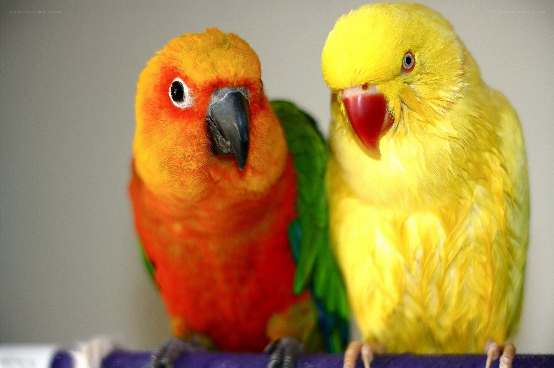 Two colorful parrots together