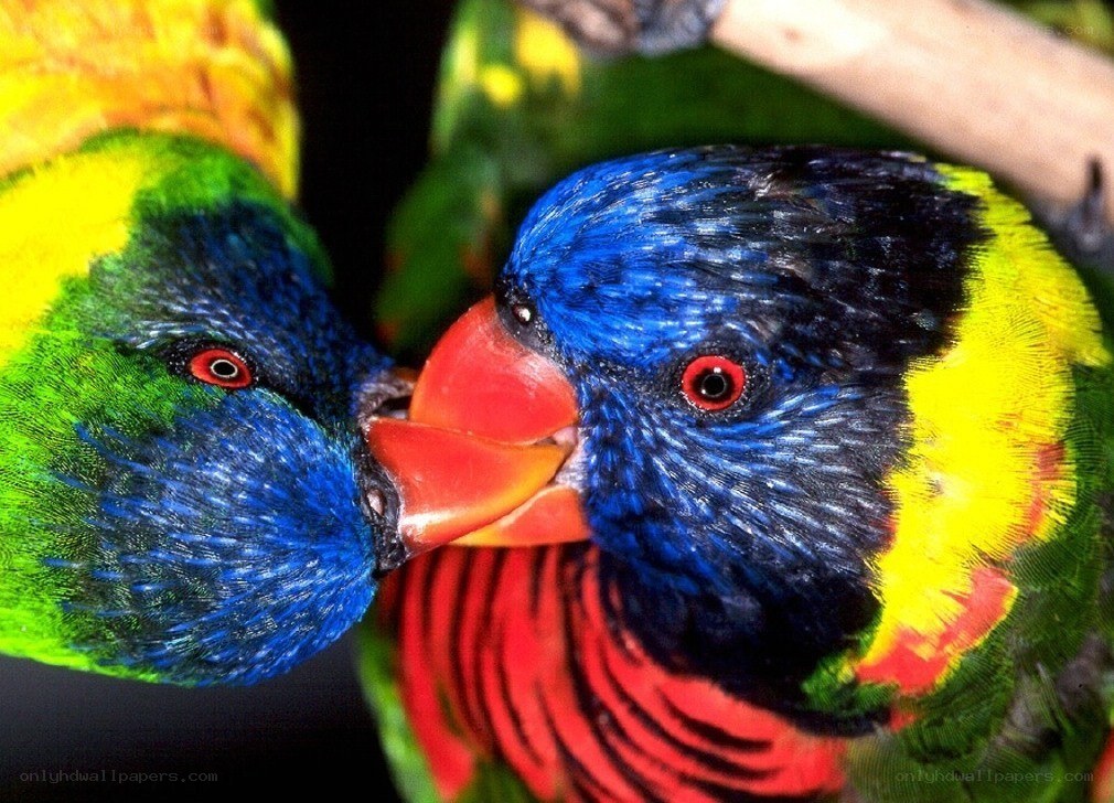 Two colorful parrots touching beaks