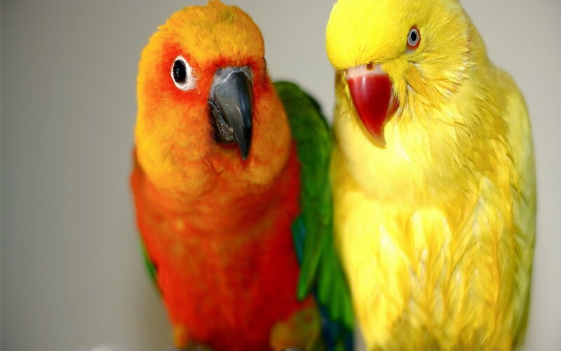 Two Colorful Parrots — Yellow, Calm, Photograph