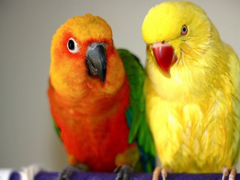 Two Colorful Parrots — Yellow