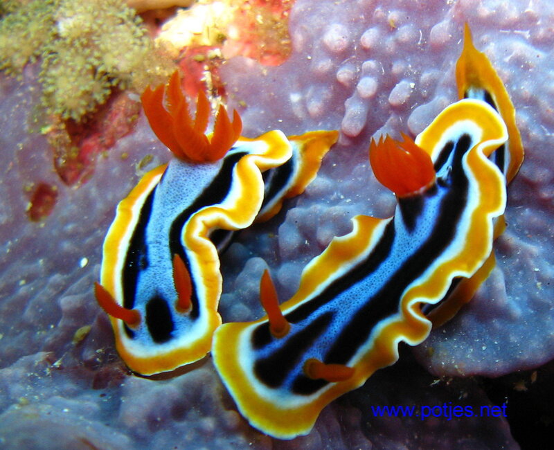 Two colorful sea slugs on coral