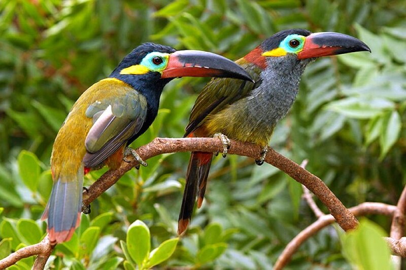 Two colorful toucans on a branch