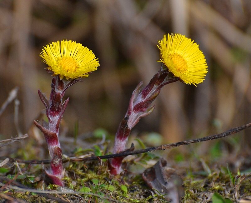 Two Coltsfoot Flowers