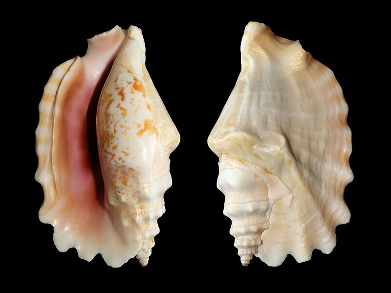 Two Conch Shells