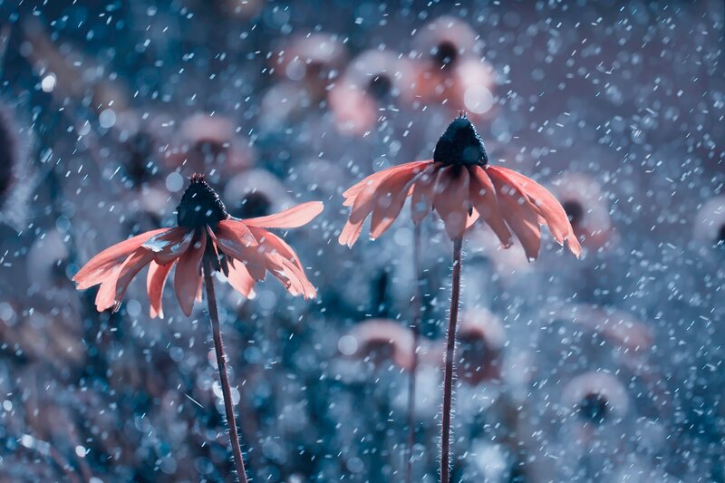 Two Coneflowers in Rain — Blue