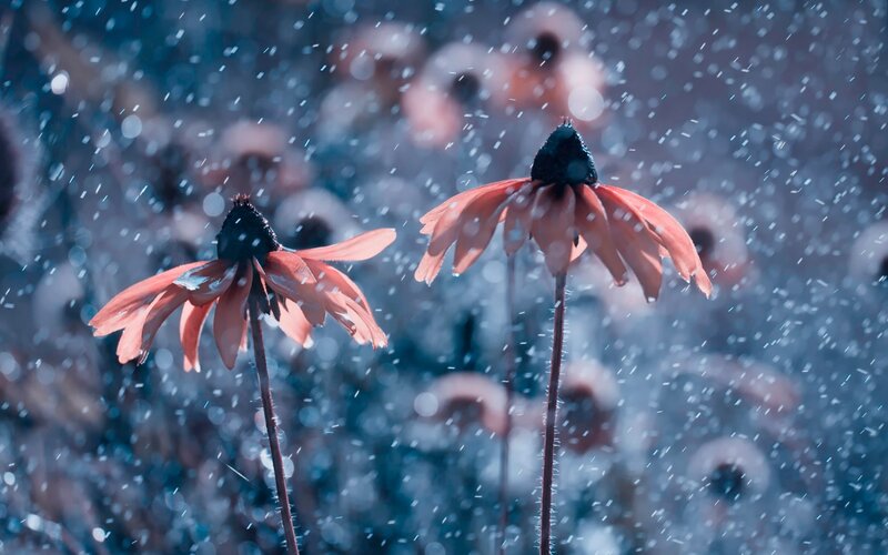 Two Coneflowers in Rain