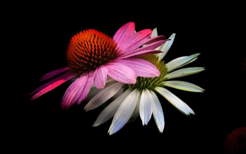 Two Coneflowers — Pink, Dramatic