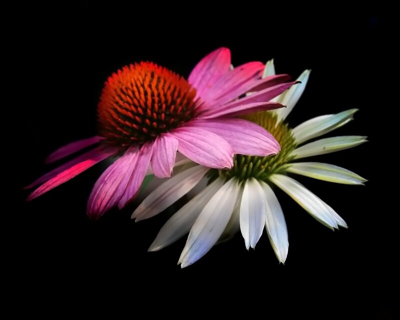Two Coneflowers — Pink