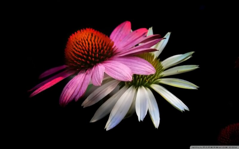 Two Coneflowers