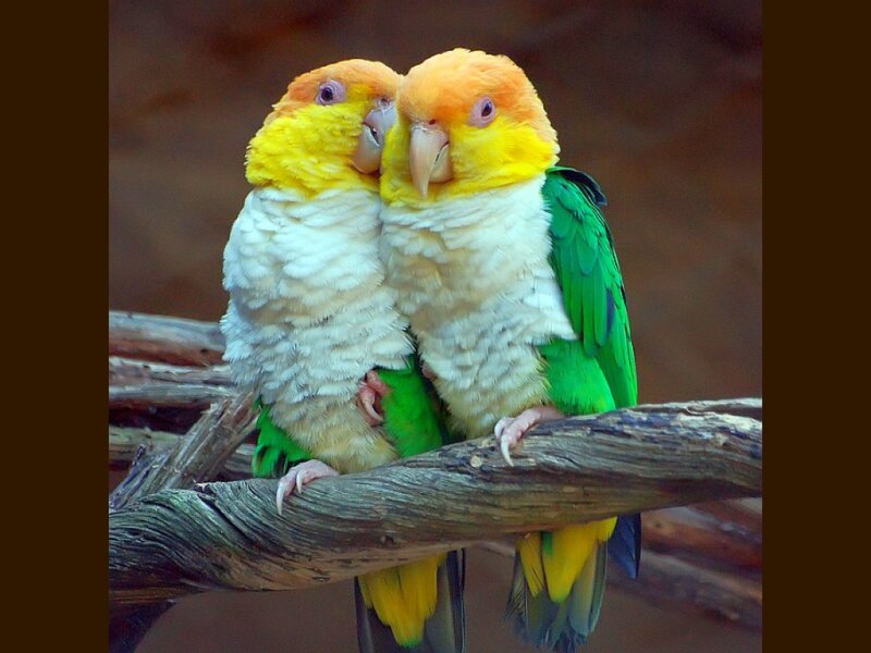 Two Conure Parrots