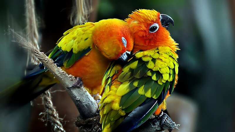 Two Conure Parrots — Yellow