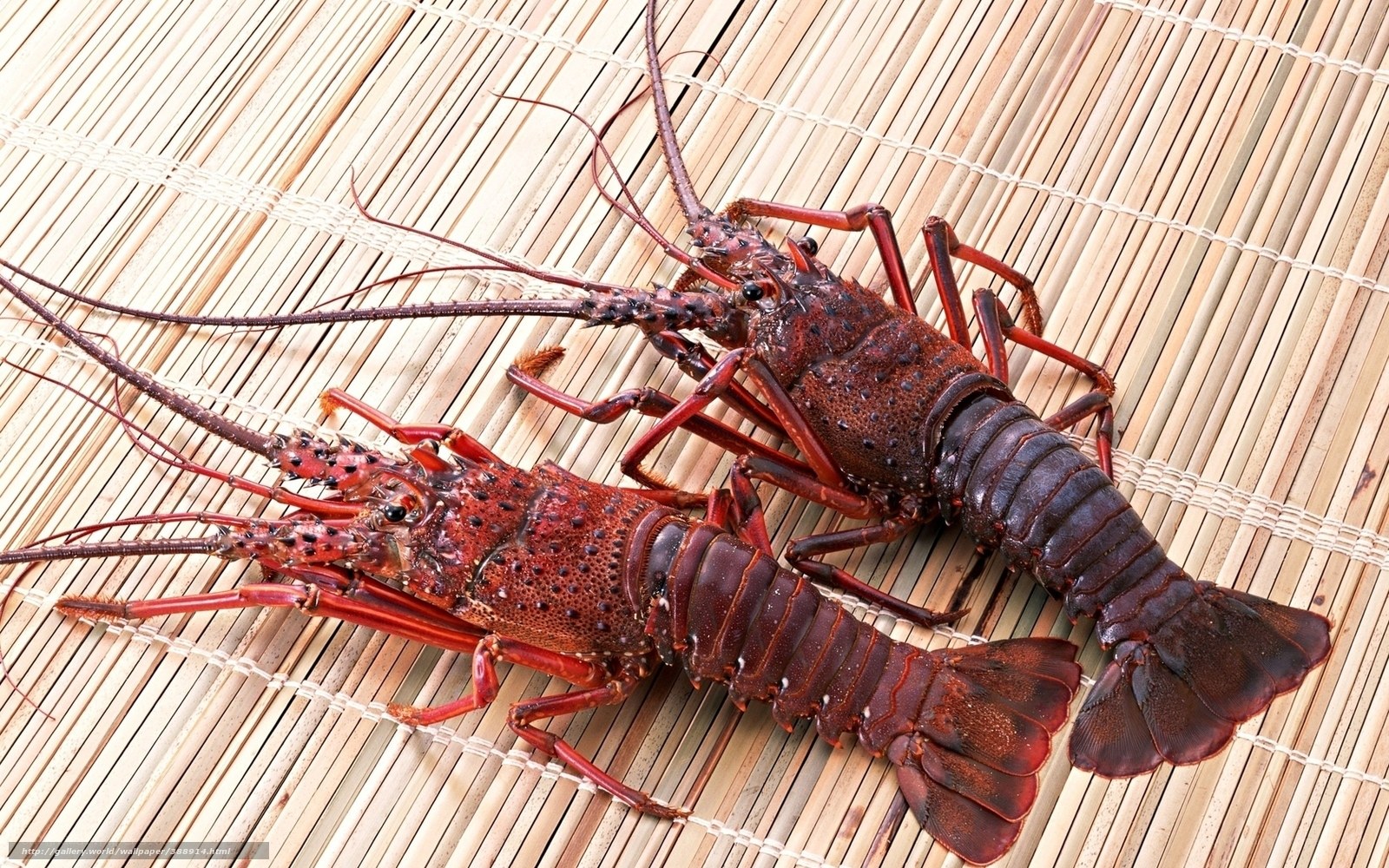 Two cooked lobsters on bamboo