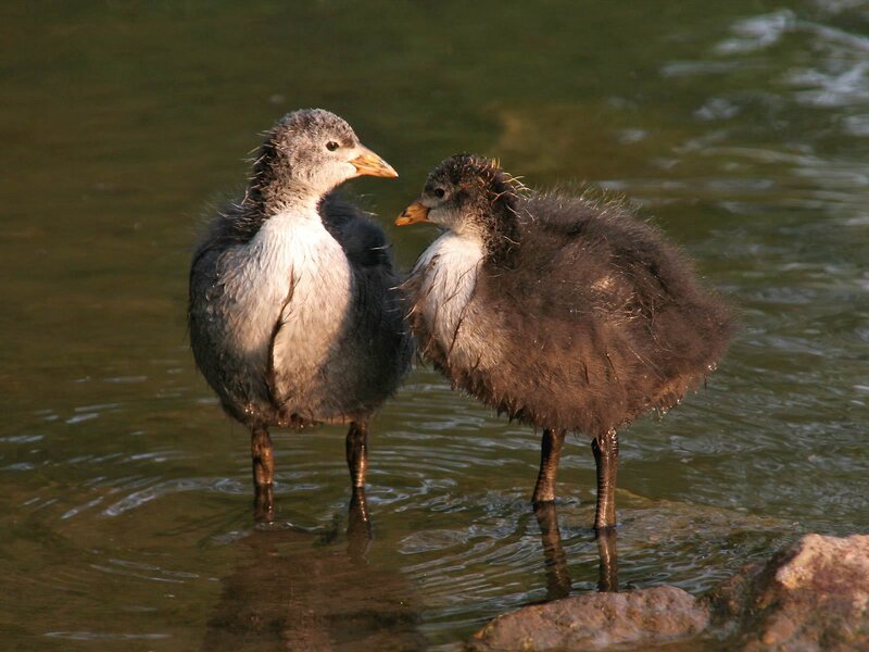 Two coot chicks in water