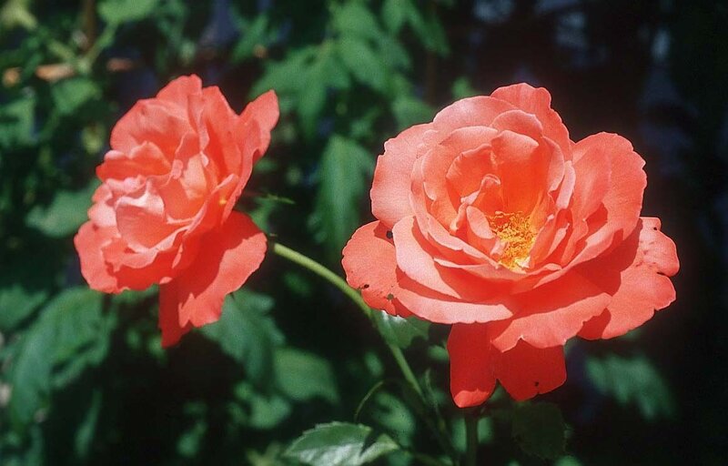 Two Coral Roses