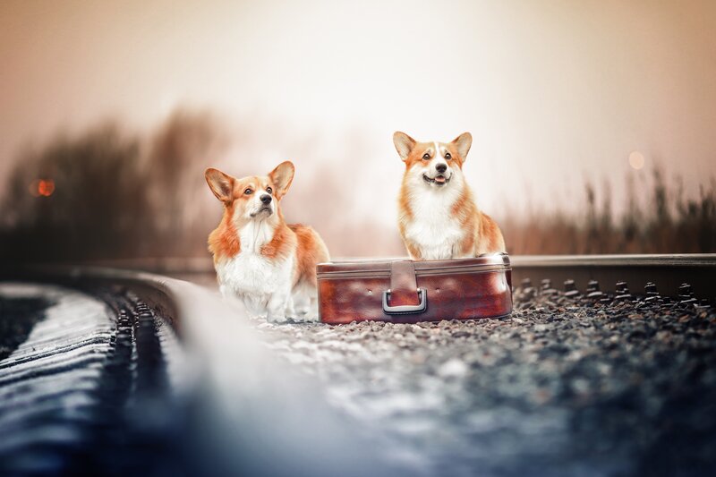 Two Corgi Dogs — Brown