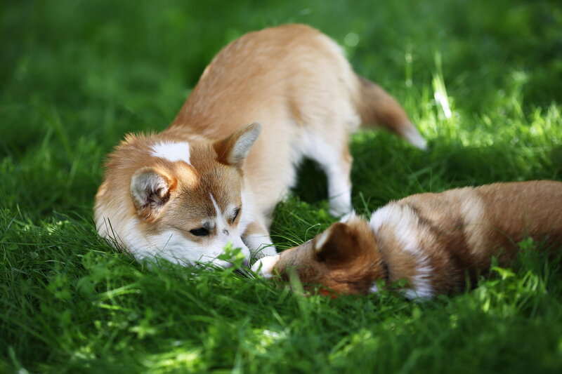 Two Corgi Dogs in Grass