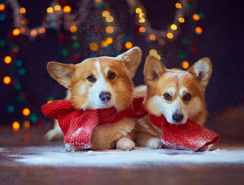 Two Corgi Dogs — Red