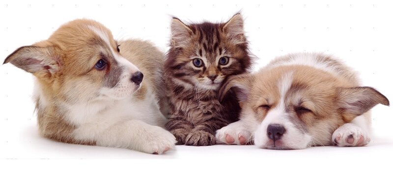 Two Corgi Puppies and a Kitten