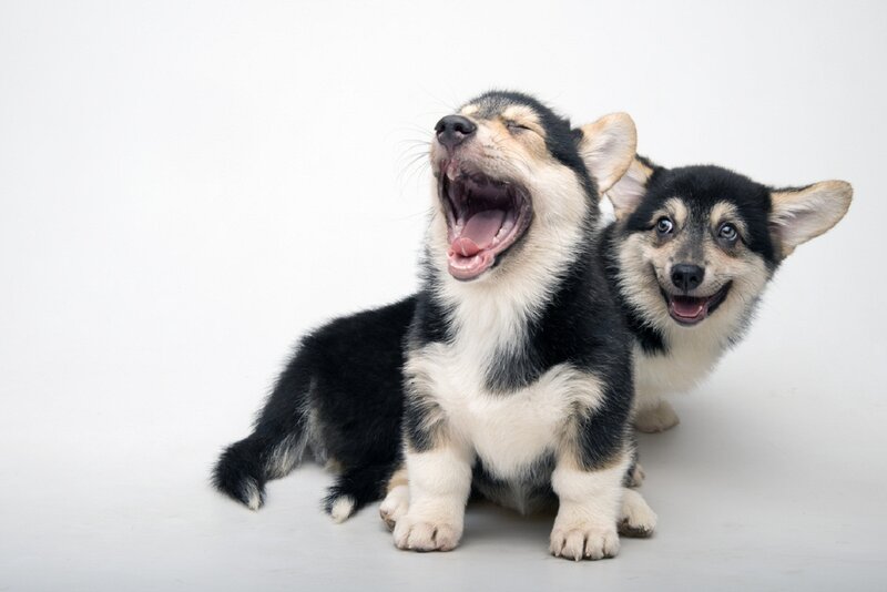 Two Corgi Puppies — Black