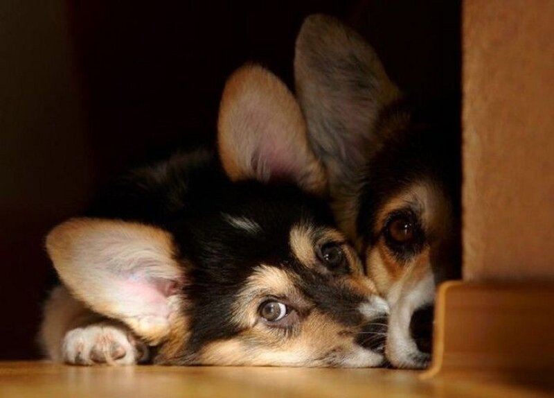 Two Corgi Puppies — Brown, Curious