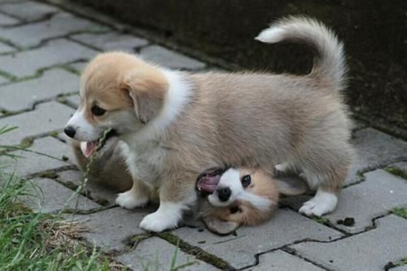 Two Corgi Puppies — Brown, Playful, Afternoon, Photograph, Pavement