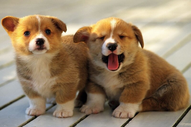 Two Corgi Puppies — Brown, Playful, Afternoon