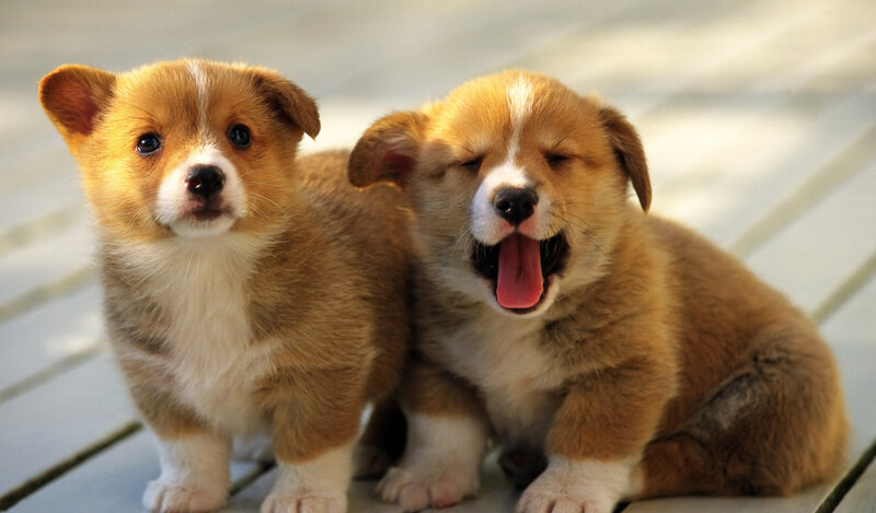 Two Corgi Puppies — Brown, Playful