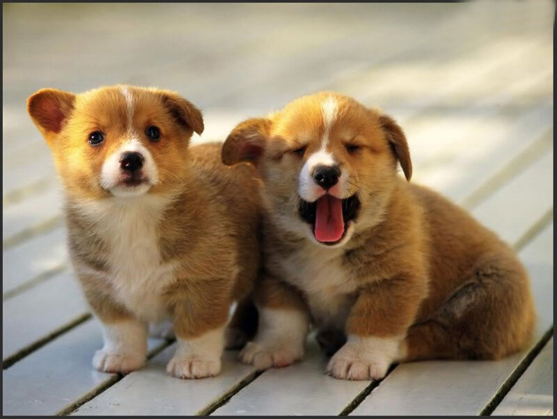 Two Corgi Puppies — Brown