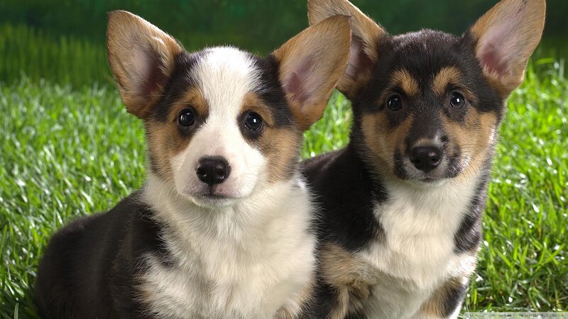 Two Corgi Puppies — Green, Calm, Afternoon, Photograph, Grass