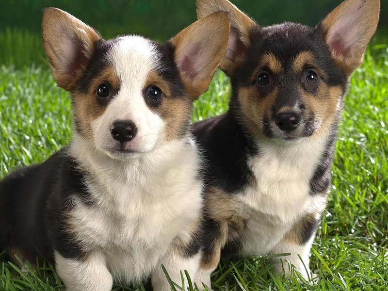 Two Corgi Puppies — Green, Calm, Afternoon