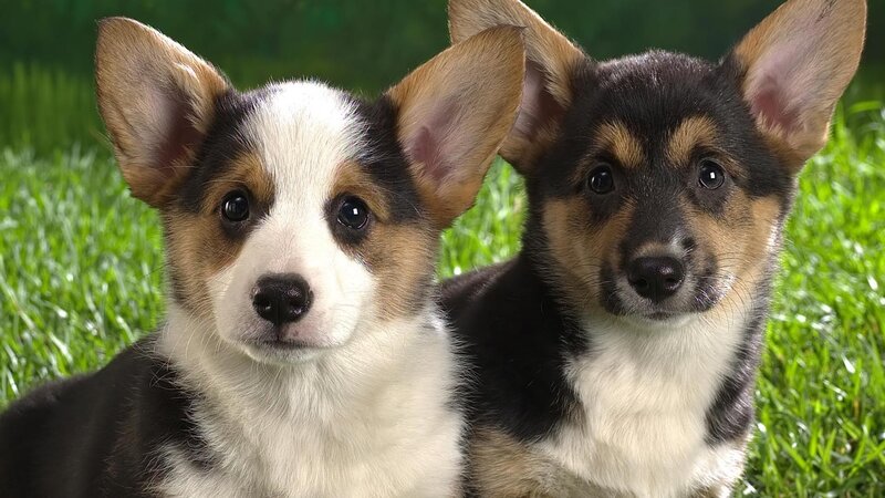 Two Corgi Puppies — Green, Calm