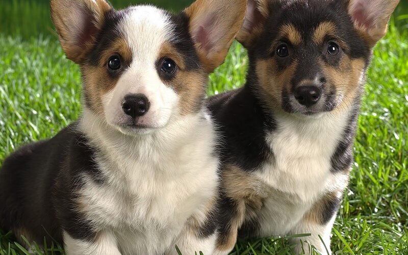 Two Corgi Puppies — Green