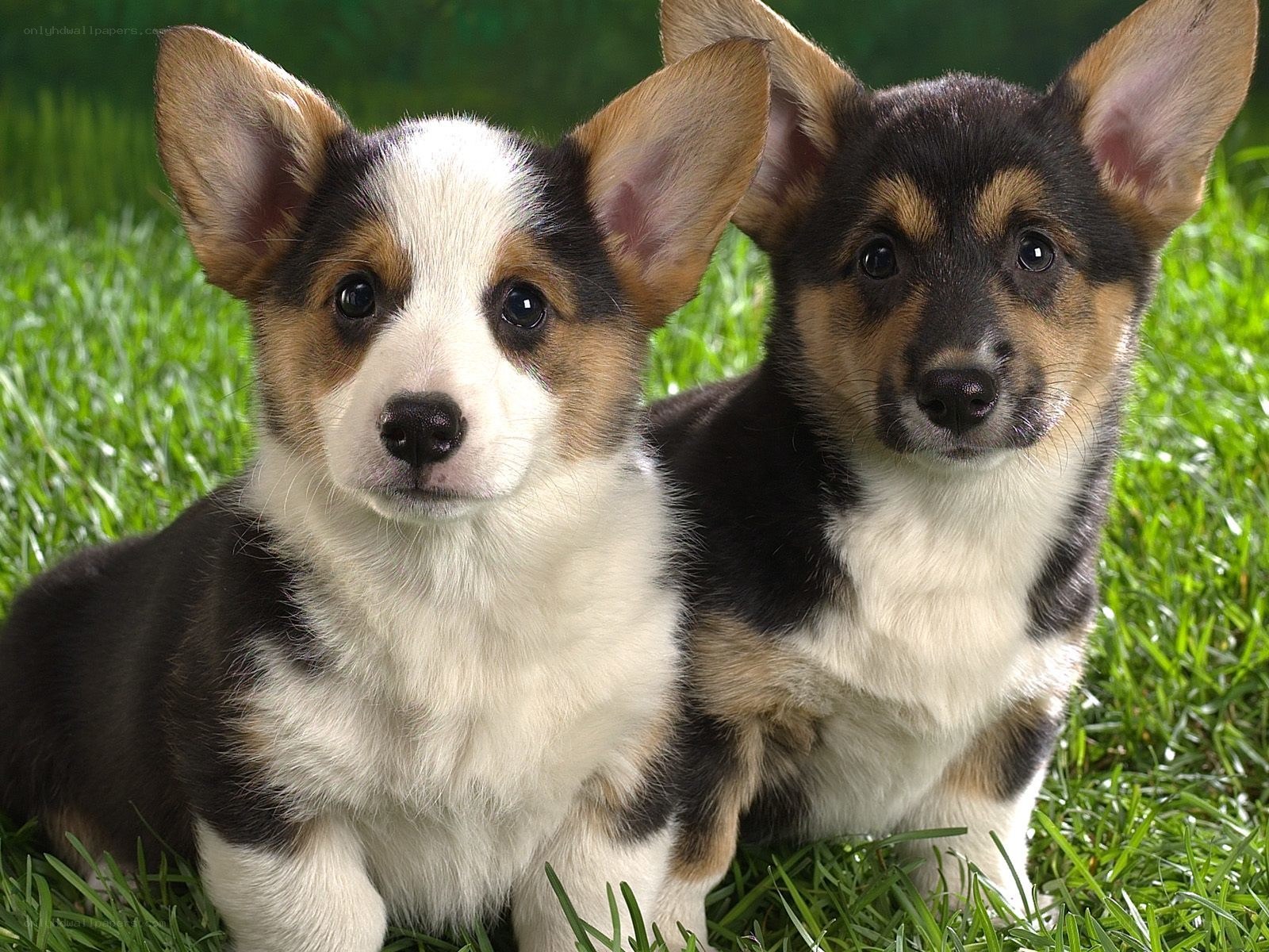 Two corgi puppies on grass