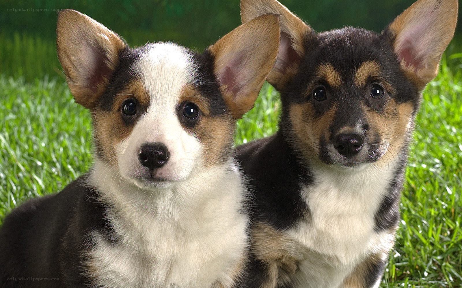 Two corgi puppies on grass