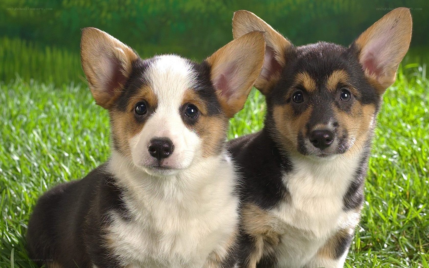 Two corgi puppies on grass