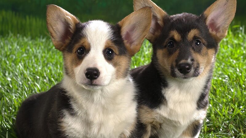 two corgi puppies on grass