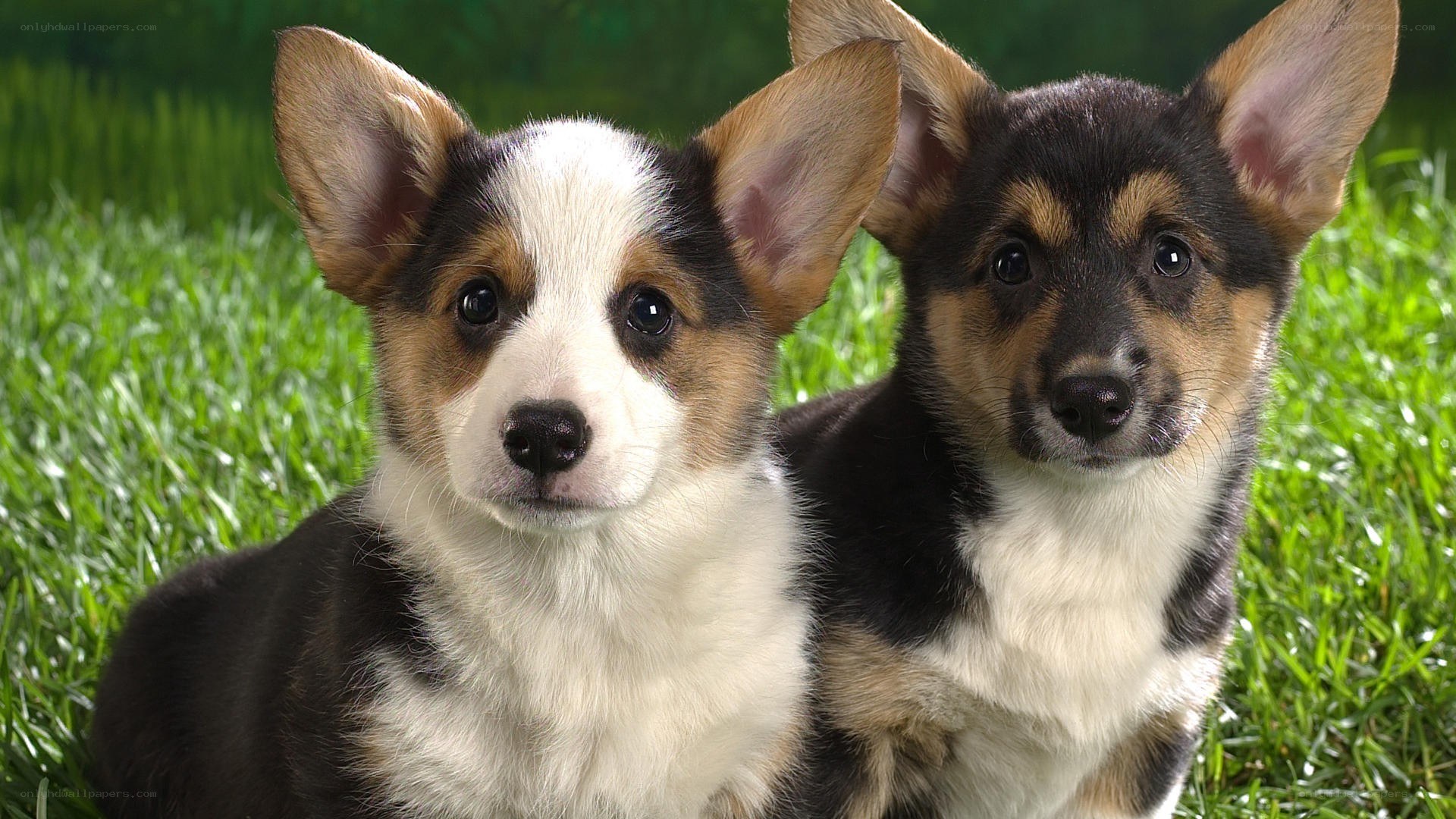 two corgi puppies on grass