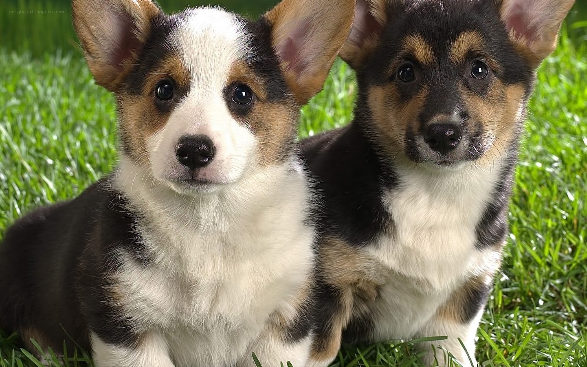 two corgi puppies on grass