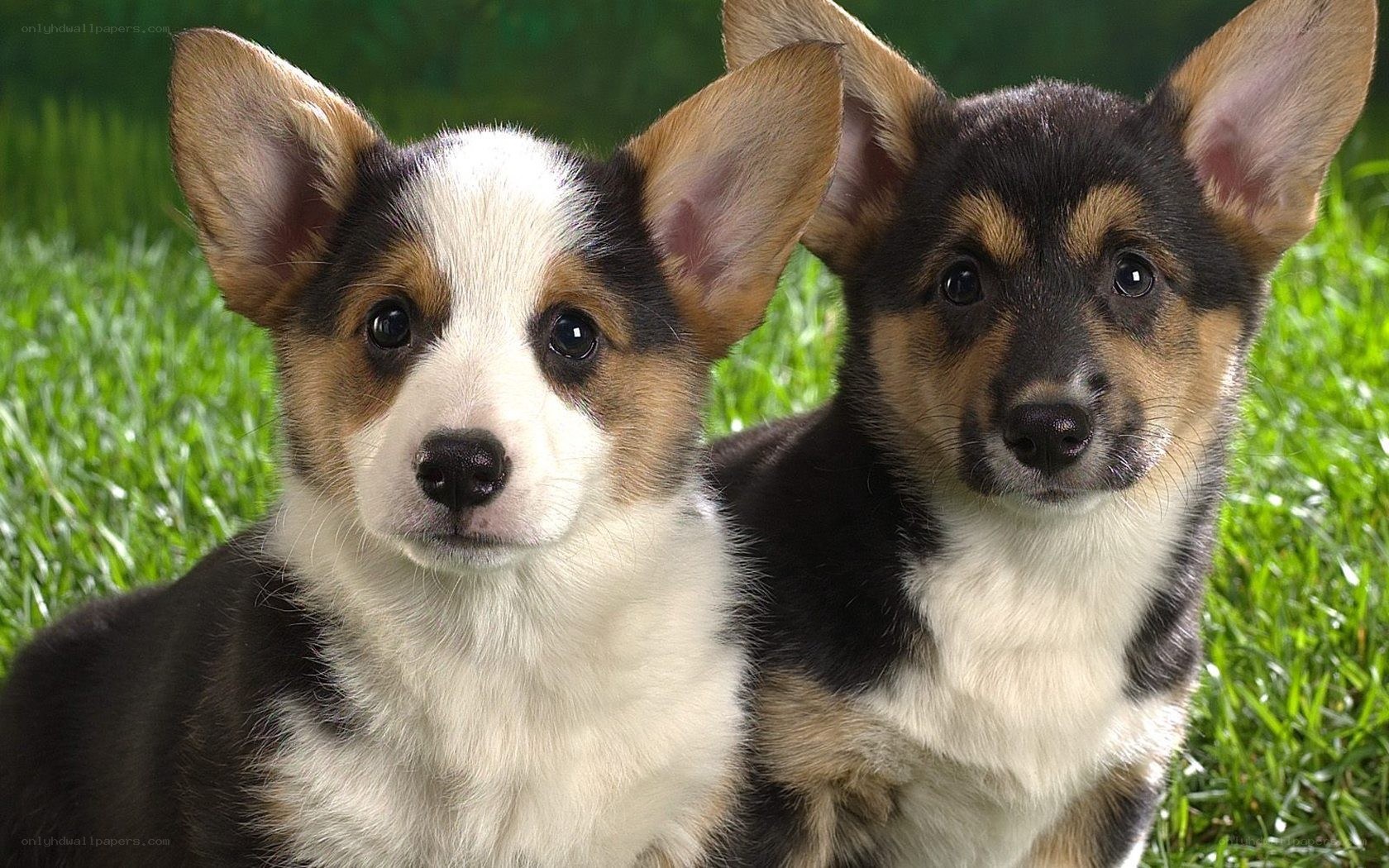 two corgi puppies on grass