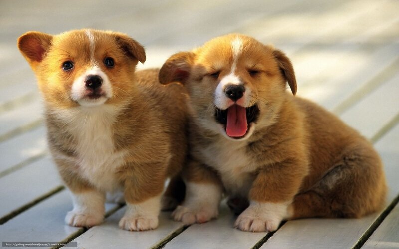 Two corgi puppies playing