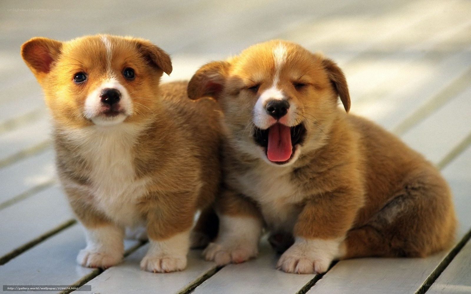 Two corgi puppies playing