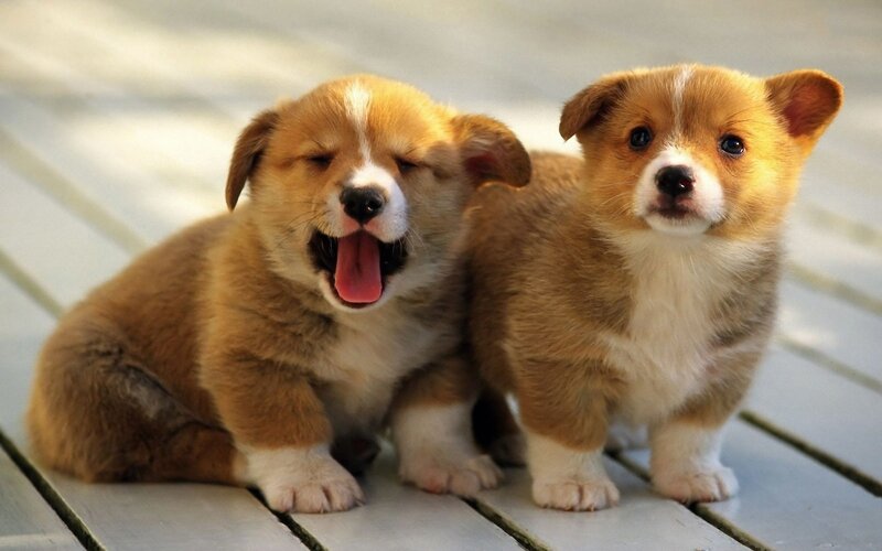 Two corgi puppies playing