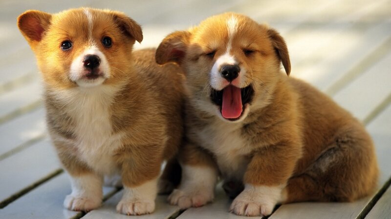 two corgi puppies playing
