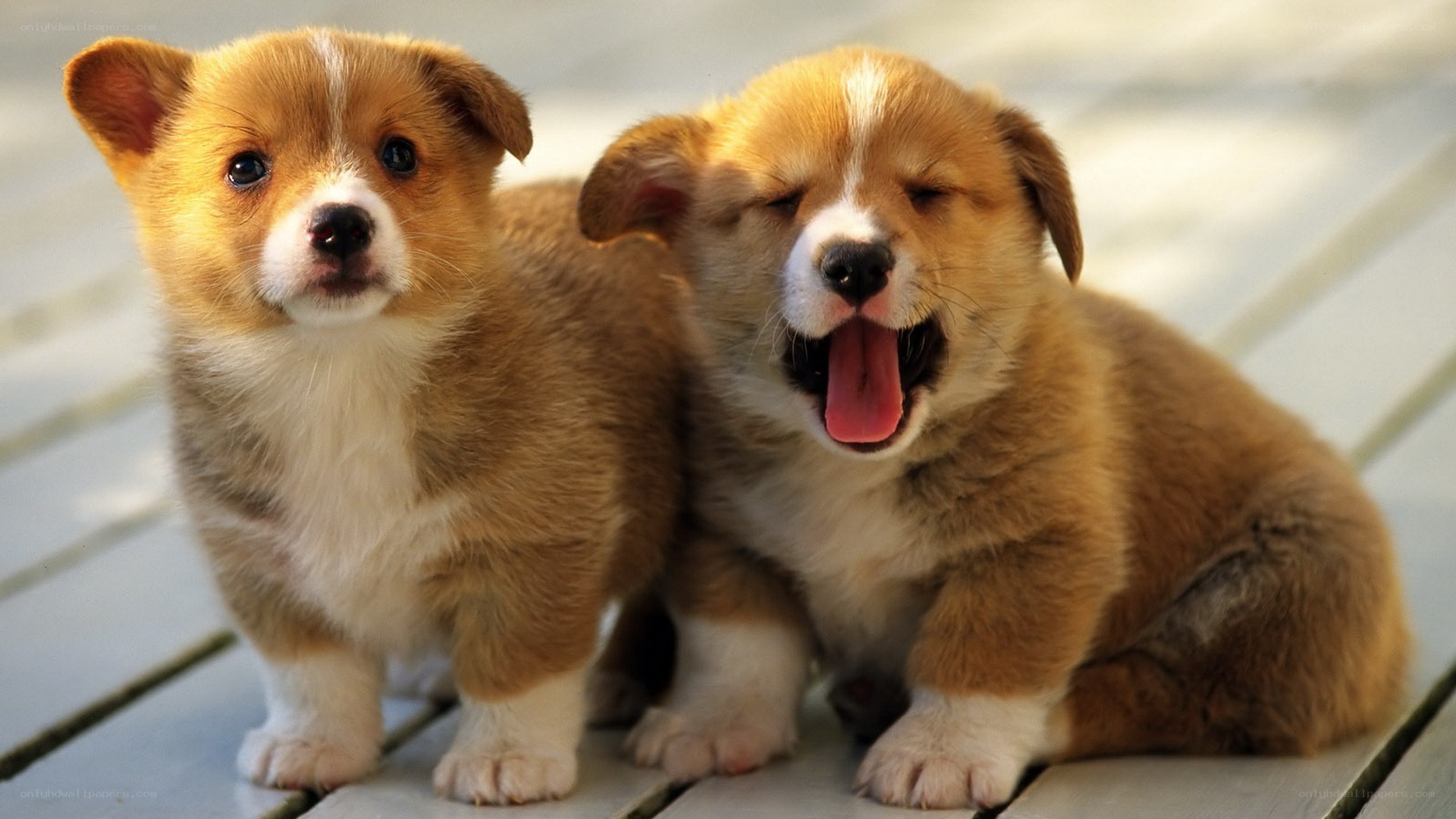 two corgi puppies playing
