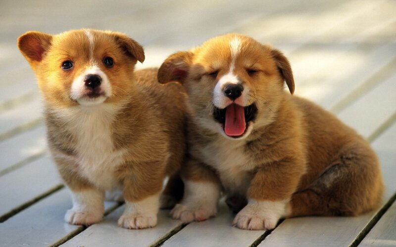 Two corgi puppies playing